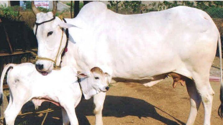 राजस्थान सरकार का बड़ा फैसला : गौशालाओं को दी जायेगी 1100 करोड़ रूपये की सहायता