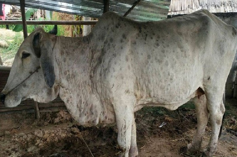 लंपी संक्रमित से मौत का आंकड़ा बढ़ा, 1 लाख से ज्यादा गौवंश संक्रमित