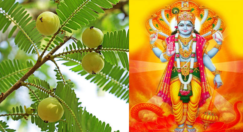 आंवला नवमी कल, जानें शुभ मुहूर्त, पूजा विधि व महत्व