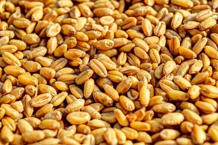 अगले एक साल तक मिलता रहेगा मुफ्त राशन, 80 करोड़ से अधिक लोगों को होगा लाभ
